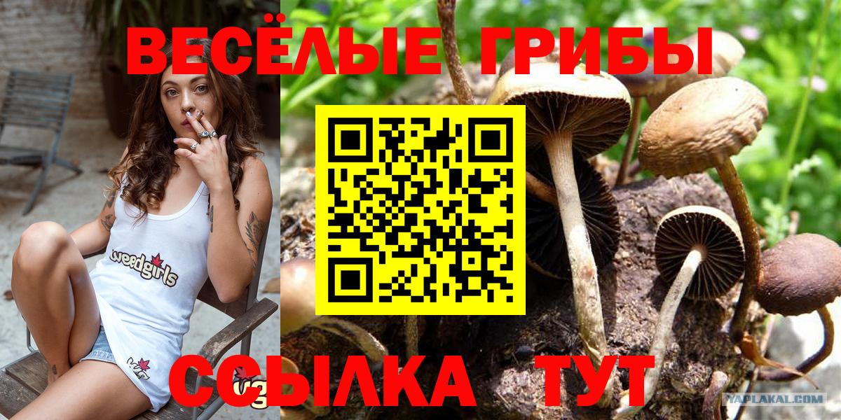 Вольск  Галлюциногенные грибы Magic Shrooms  наркотики  Вход с VPN 